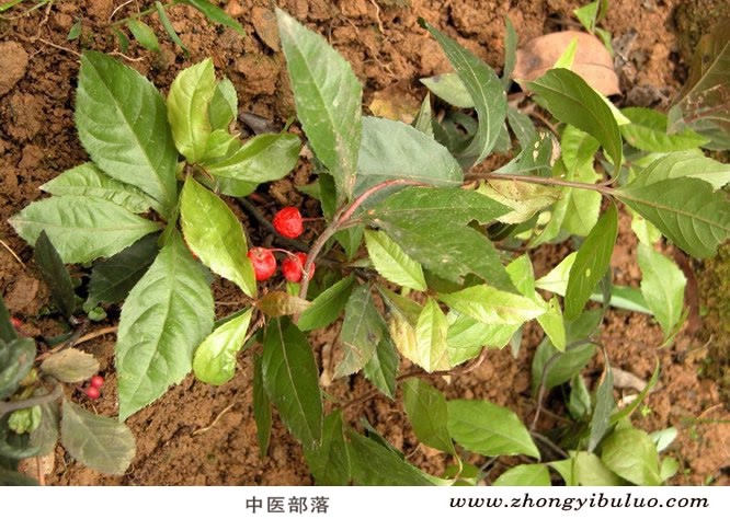 矮地茶 - 图片3