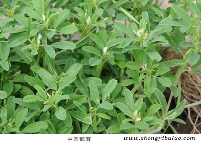 胡芦巴 - 图片3