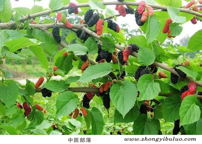 桑椹 - 图片3