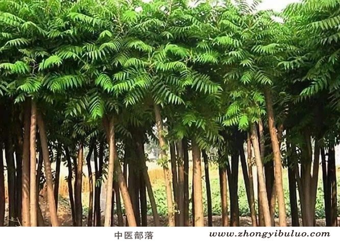 椿皮 - 图片3