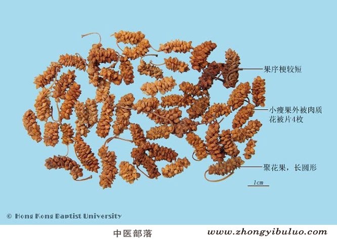 桑椹 - 图片2