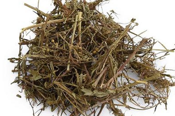 珍珠草