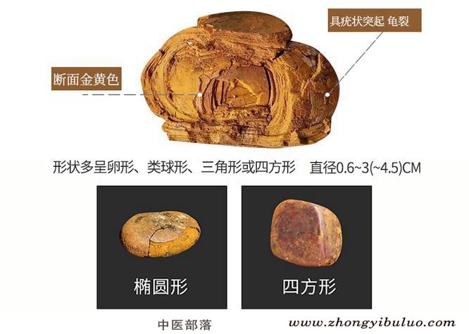 牛黄 - 图片2