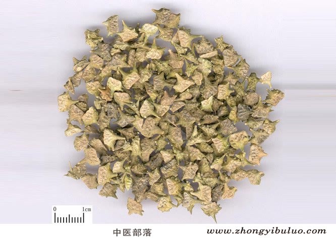 刺蒺藜 - 图片2