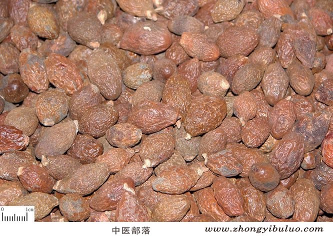 胖大海 - 图片2