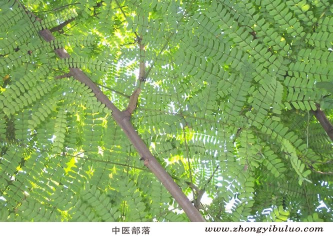 苏木 - 图片3