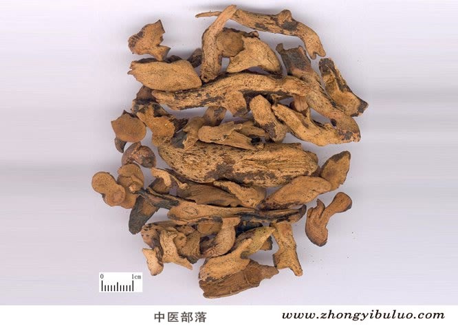 骨碎补 - 图片2