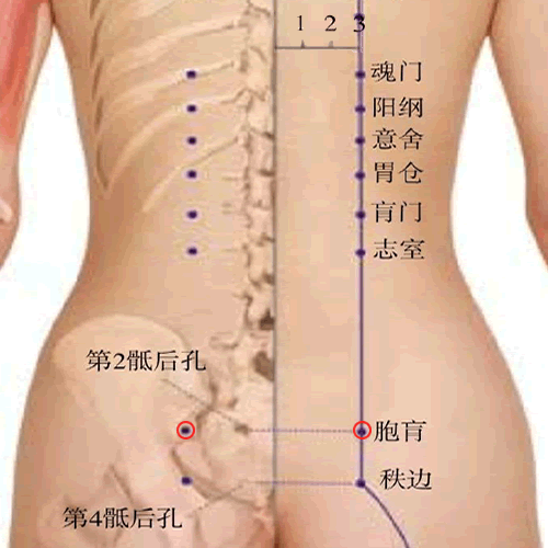 胞肓