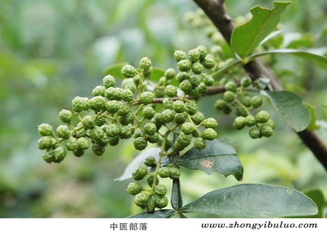 花椒 - 图片2