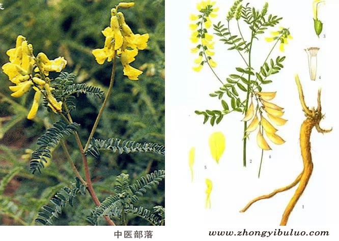 黄芪 - 图片3