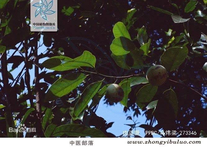 肉豆蔻 - 图片3