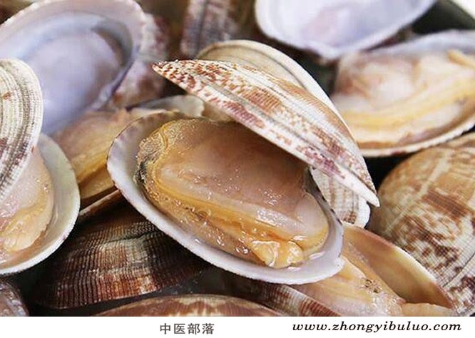 海蛤壳 - 图片3