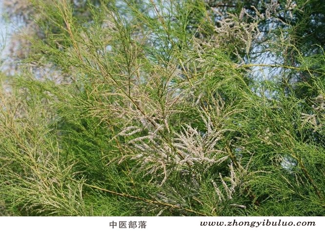柽柳 - 图片3