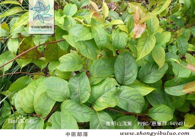 昆明山海棠 - 图片2