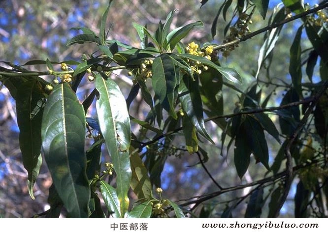 荜澄茄 - 图片3
