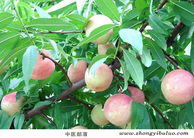桃仁 - 图片3