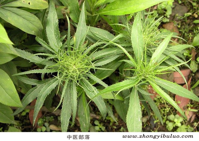 白术 - 图片3