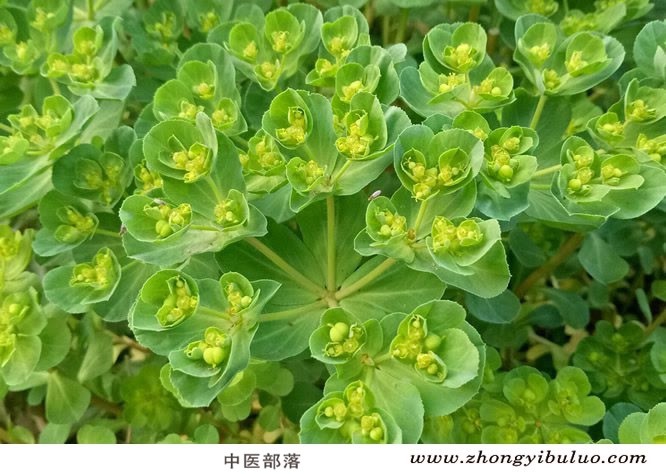 泽漆 - 图片3