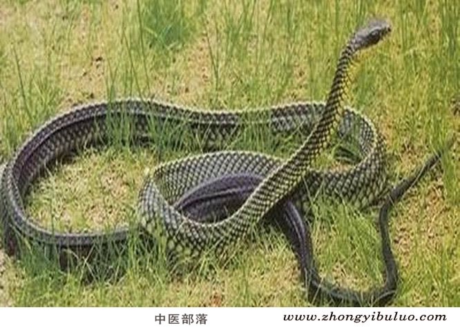 乌梢蛇 - 图片3