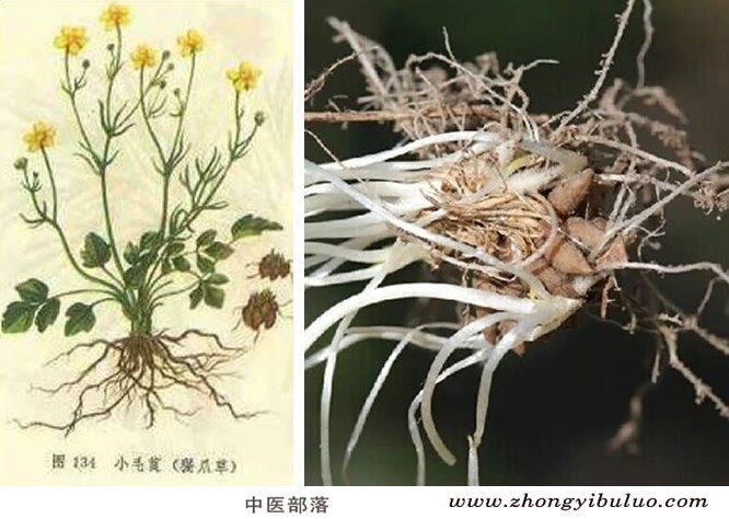 猫爪草 - 图片2