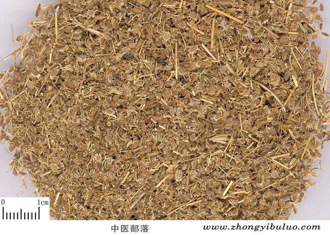 鹤虱 - 图片2