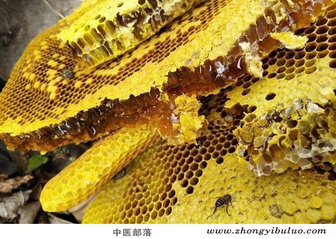 蜂蜜 - 图片3