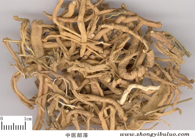 远志 - 图片2