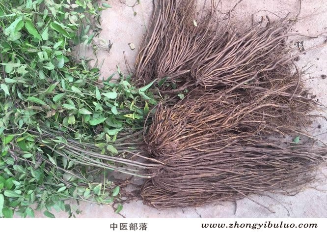 威灵仙 - 图片2