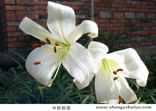 百合 - 图片3