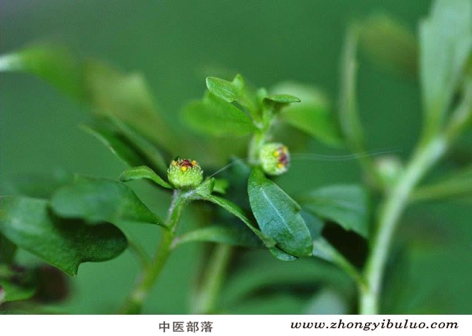 鹅不食草 - 图片3