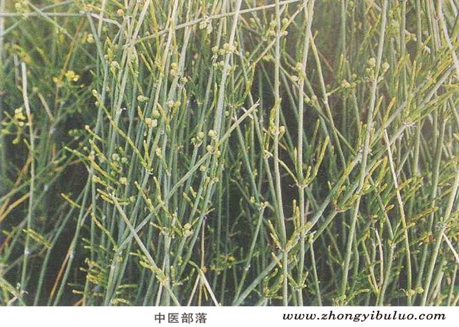 麻黄根 - 图片3