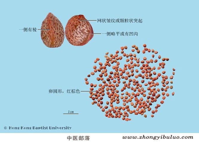 楮实子 - 图片2