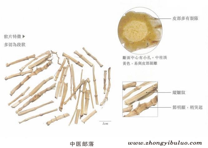 白茅根 - 图片2