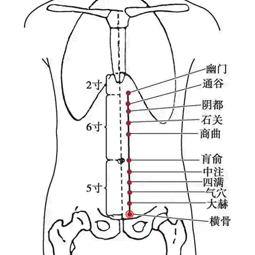 横骨