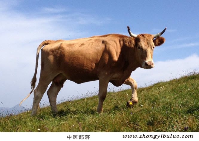 牛黄 - 图片3