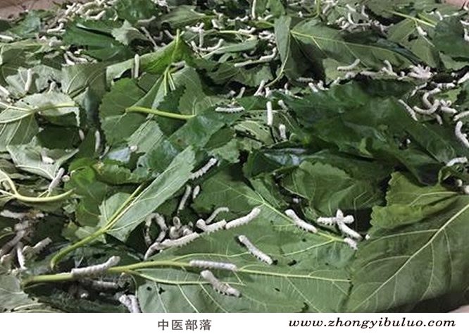 蚕沙 - 图片3