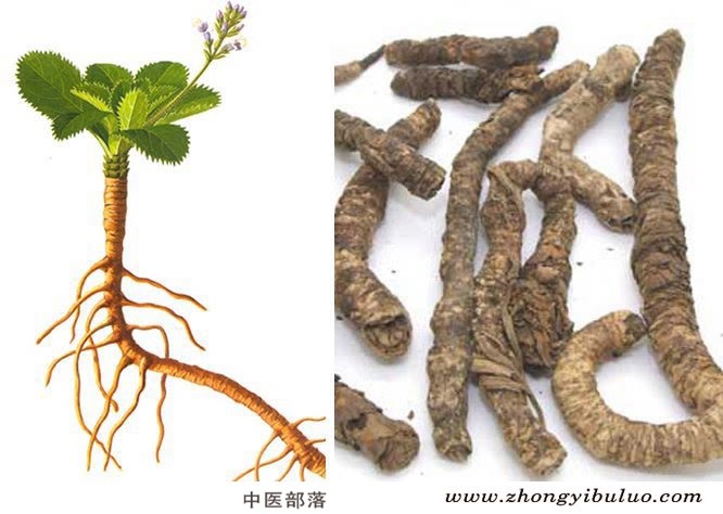 胡黄连 - 图片3