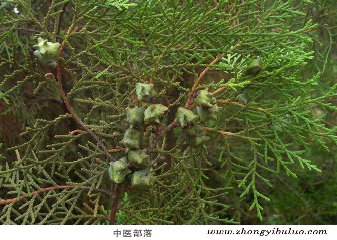 柏子仁 - 图片3