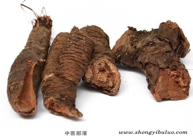 红景天 - 图片2