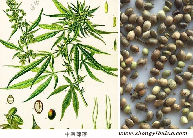 火麻仁 - 图片3