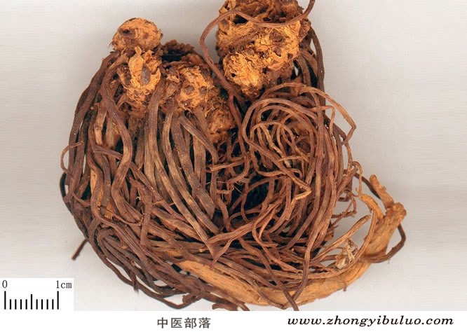 紫菀 - 图片2