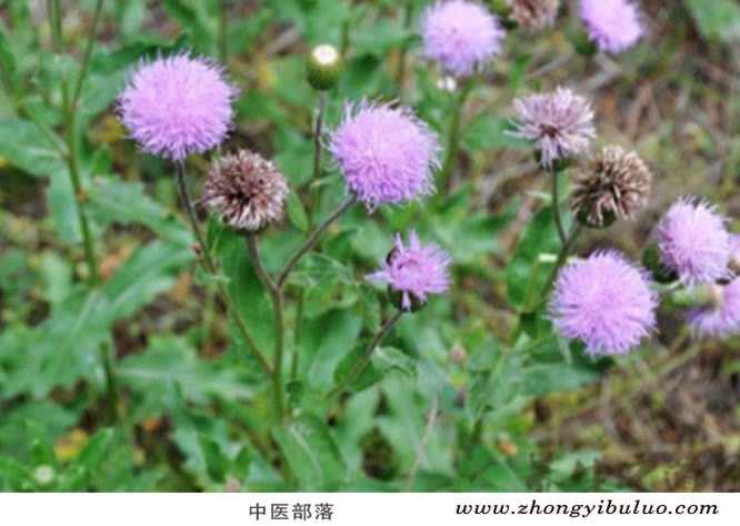 漏芦 - 图片3