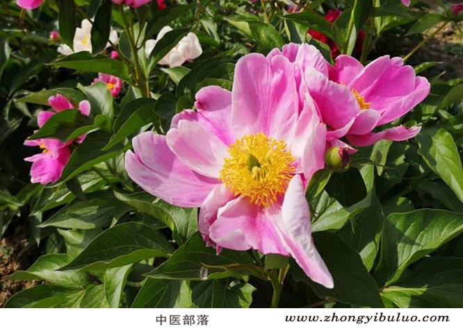 赤芍 - 图片3