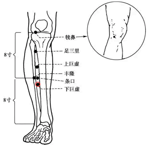 下巨虚