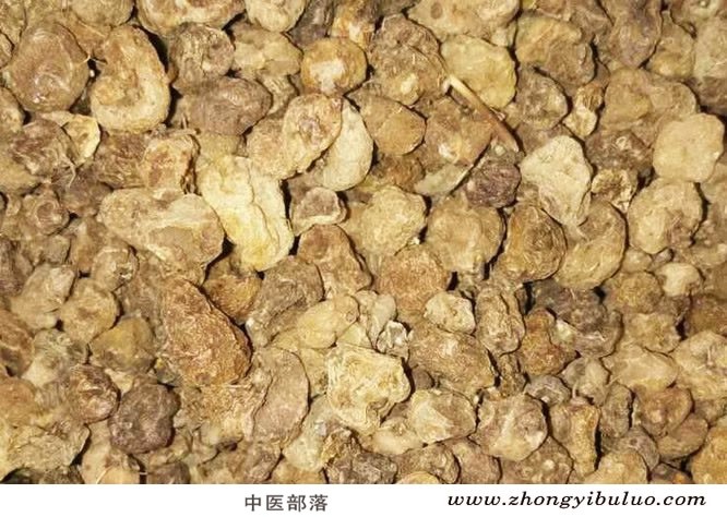 山慈菇 - 图片2