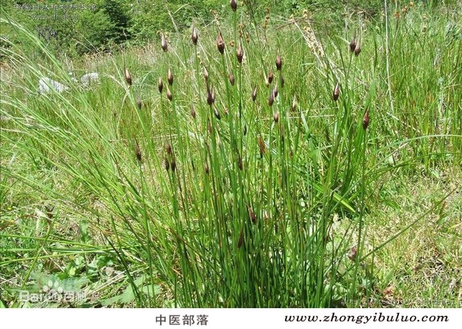 灯心草 - 图片3