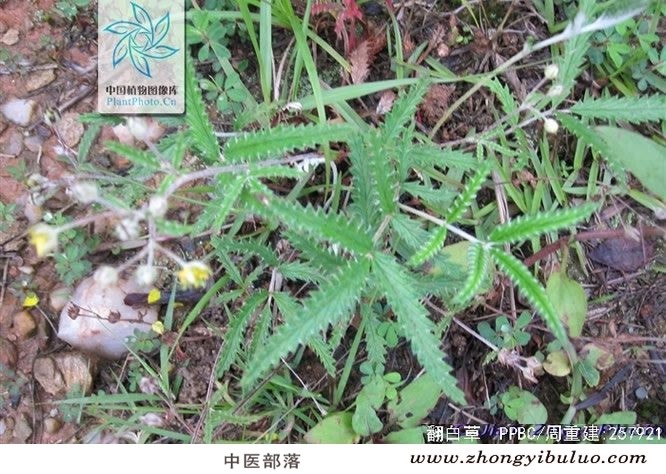 翻白草 - 图片3