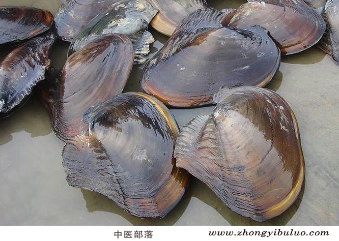 珍珠母 - 图片3