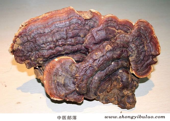灵芝 - 图片3