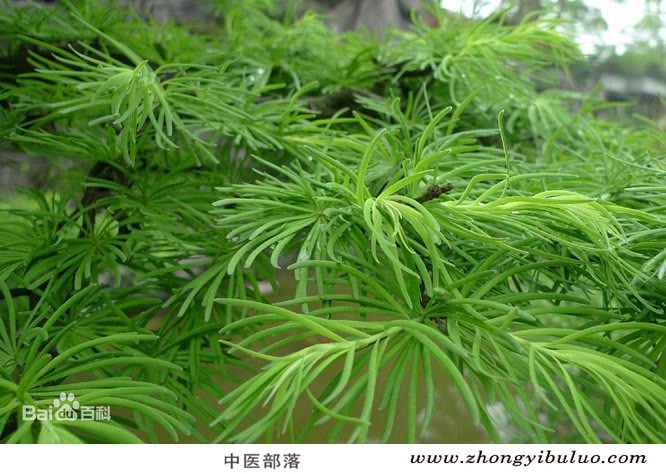 土荆皮 - 图片3